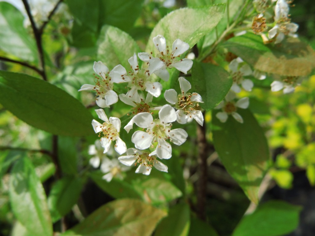 Wildobst im eigenen Garten - Photinia villosa / Scharlach-Glanzmispel