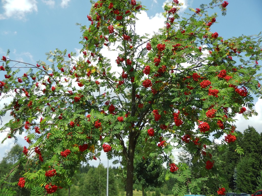 Wildobstschnecke - Sorbus aucuparia \