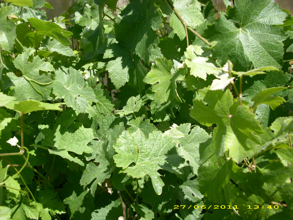 Vitis vinifera "Incana" - Edle Weinrebe