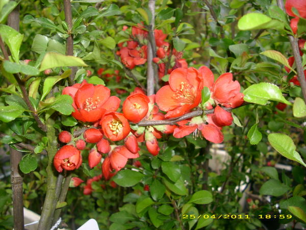 Chaenomeles japonica "Cido Red" - Japanische Scheinquitte