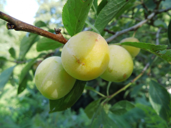 Prunus domestica syriaca "Von Nancy" - Mirabelle