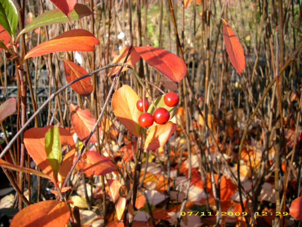 Aronia arbutifolia "Brillant" - Rote Apfelbeere