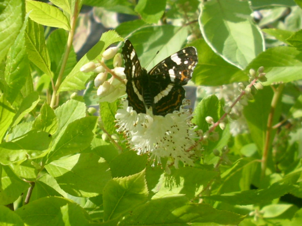 Clethra alnifolia - Weiße Zimterle