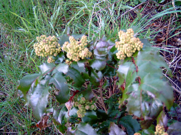 Mahonia aquifolium - Gewöhnliche Mahonie