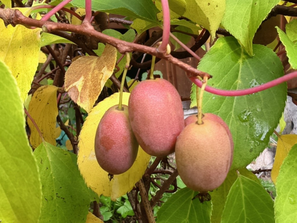 Actinidia arguta "Bingo" (PBR) -  Mini-Kiwi / weiblich