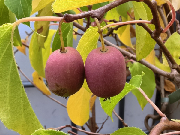 Actinidia arguta "Missionario Chiandetti" -  Mini-Kiwi / weiblich