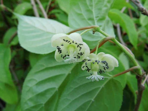Wildobst im eigenen Garten - Actinidia arguta Rogow / Minikiwi wbl.