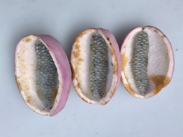 Akebia quinata - Fünfblättrige Akebie