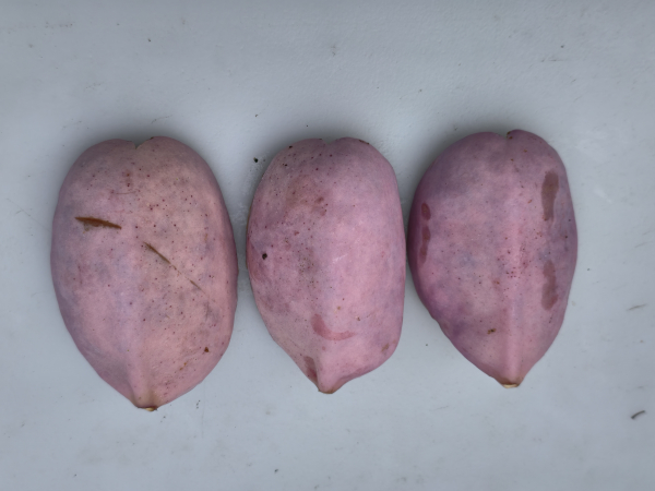 Akebia quinata - Fünfblättrige Akebie