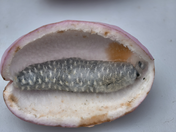 Akebia quinata - Fünfblättrige Akebie