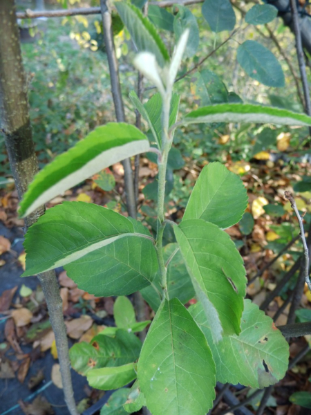 Amelanchier alnifolia "Altaglow" - Erlenblättrige Felsenbirne