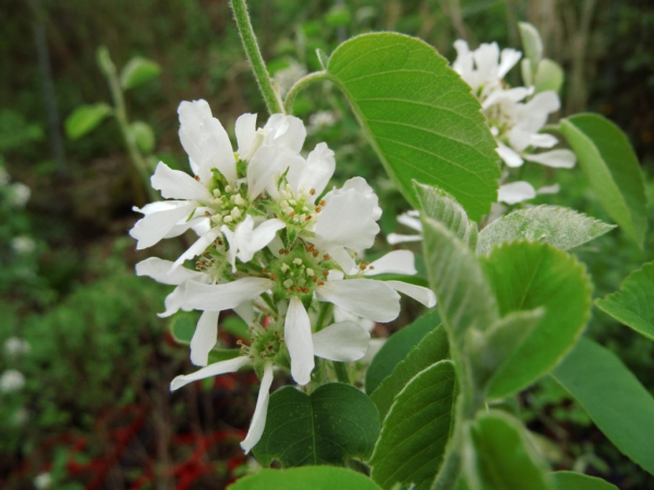 Amelanchier alnifolia "Pembina" - Erlenblättrige Felsenbirne