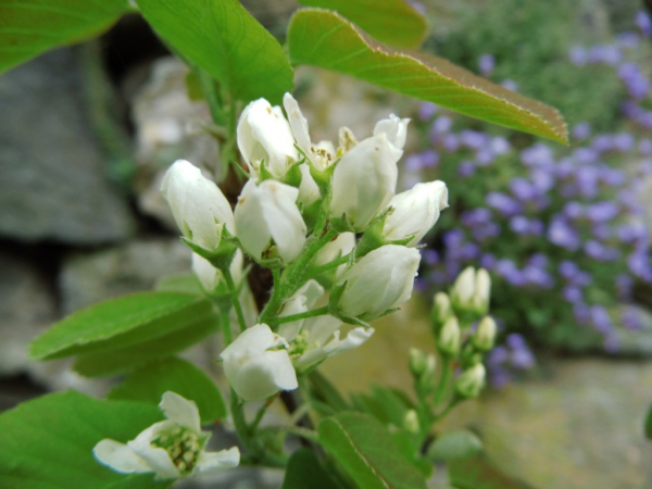 Amelanchier alnifolia "Thiessen" - Erlenblättrige Felsenbirne
