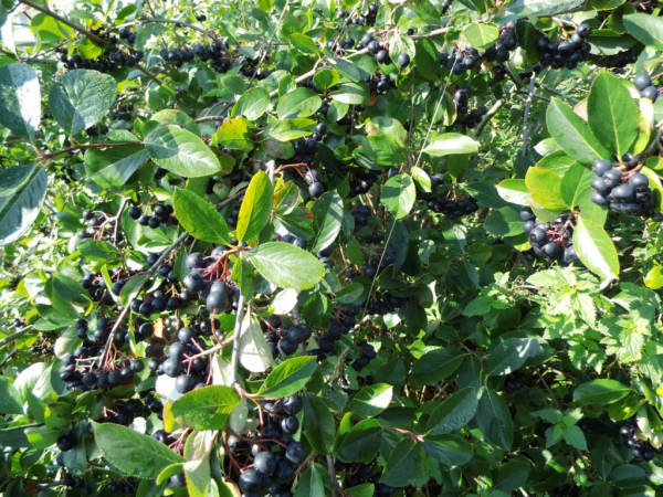 Aronia prunifolia - Schwarze Apfelbeere