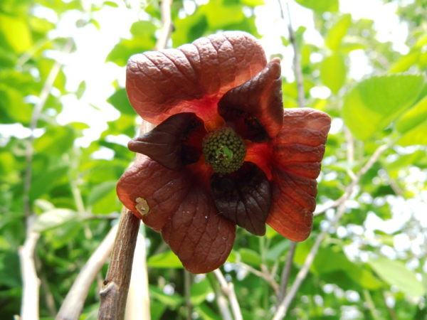 Asimina triloba "Sunflower" - Papau, Pawpaw, Indianerbanane