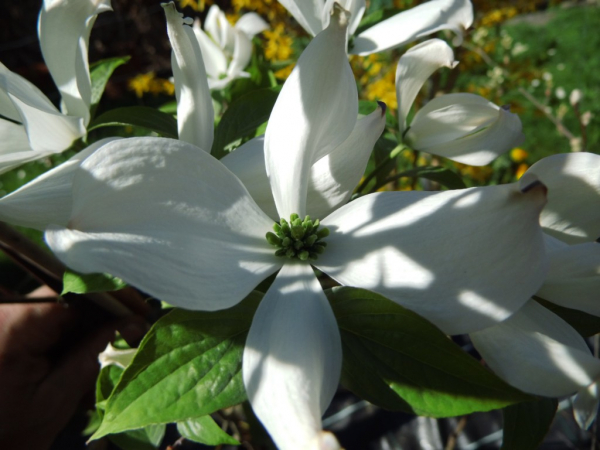 Cornus florida - Amerikanischer Blumen-Hartriegel