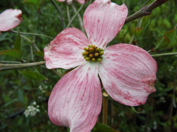 Cornus florida "Rubra" - Amerikanischer Blumen-Hartriegel