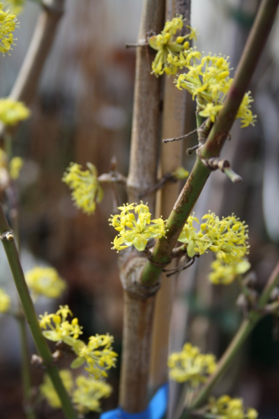Cornus mas "Pervenets" - Kornelkirsche