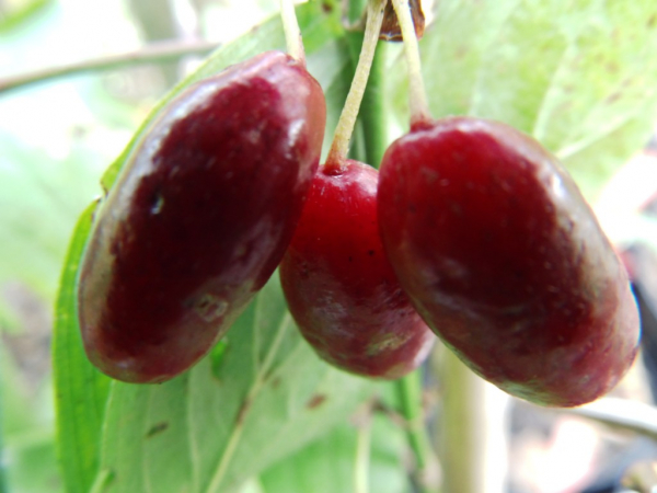 Cornus mas "Titus" - Kornelkirsche