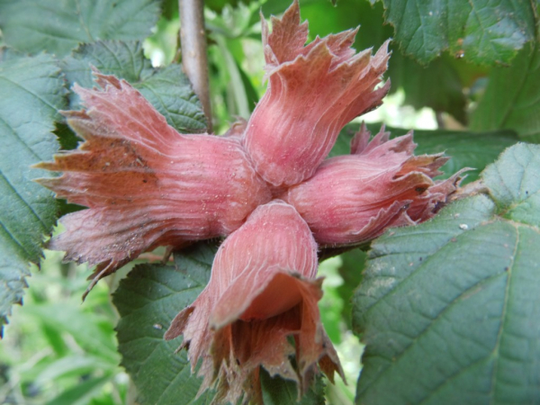 Wildobstschnecke - Corylus Haselnuss Rotblättrige Zellernuß / Großfruchtige avellana