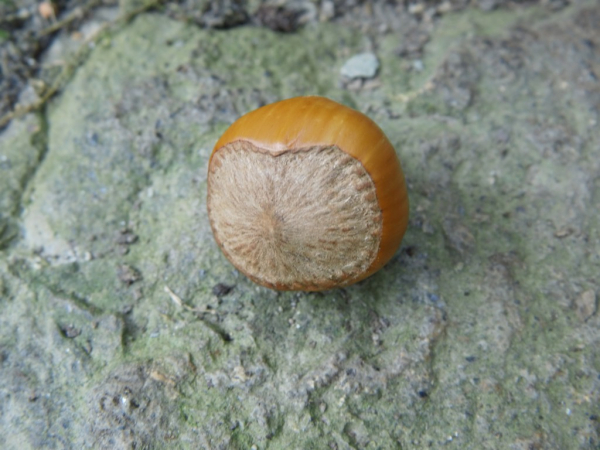 Corylus maxima x avellana "Hallesche Riesennuß" - Großfruchtige Haselnuß