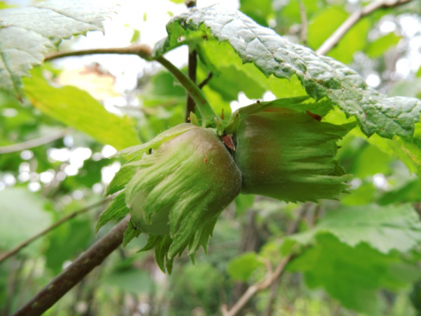 Corylus maxima x avellana "Wunder aus Bollweiler" - Großfruchtige Haselnuß