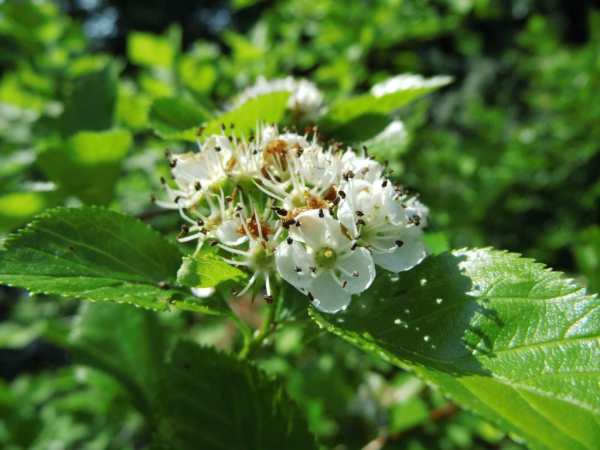 Wildobstschnecke Crataegus Crus Galli Hahnendorn