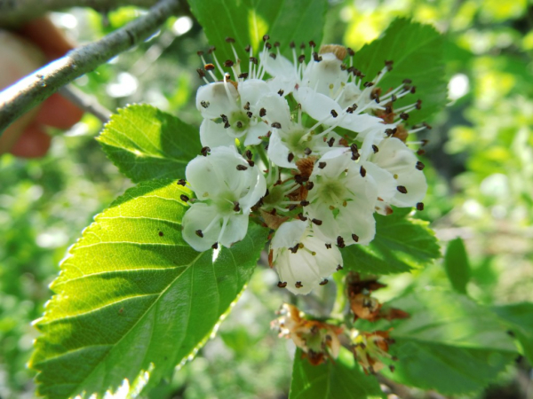 Wildobstschnecke Crataegus Crus Galli Hahnendorn