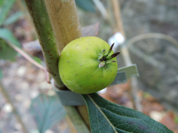 Crataegus punctata "Aurea" - Gelbfruchtiger Weißdorn