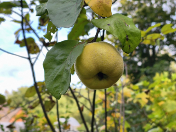 Cydonia oblonga "Muskatnaja" - Apfelquitte