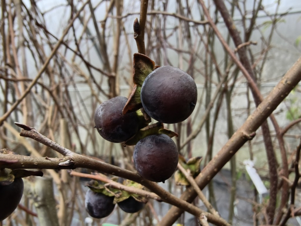 Diospyros lotus - Lotuspflaume