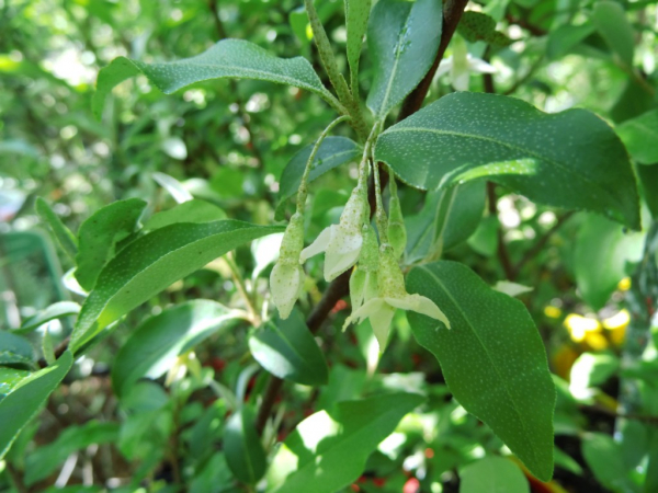 Elaeagnus multiflora - Vielblütige Ölweide