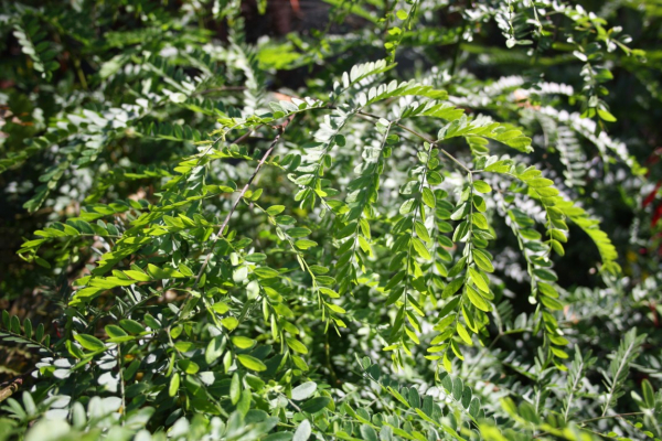 Gleditsia triacanthos - Dreidorniger Lederhülsenbaum