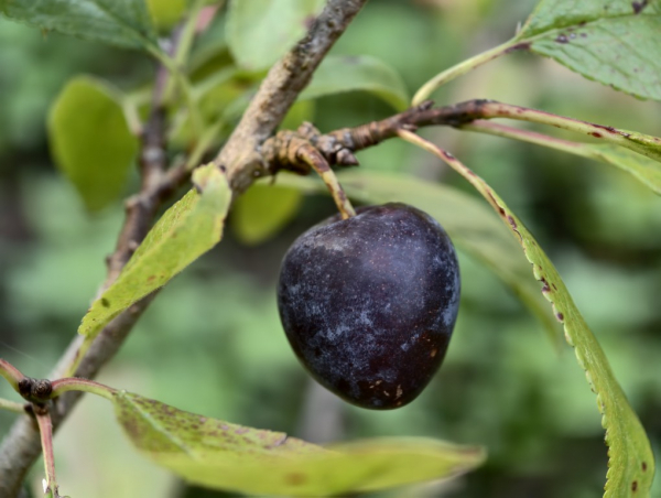 Prunus domestica "Damaszener" - Damaszenerpflaume