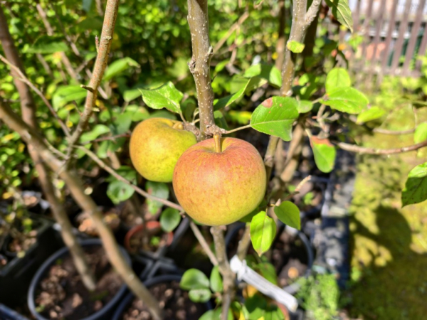Malus domestica "Goldparmäne" - Apfel