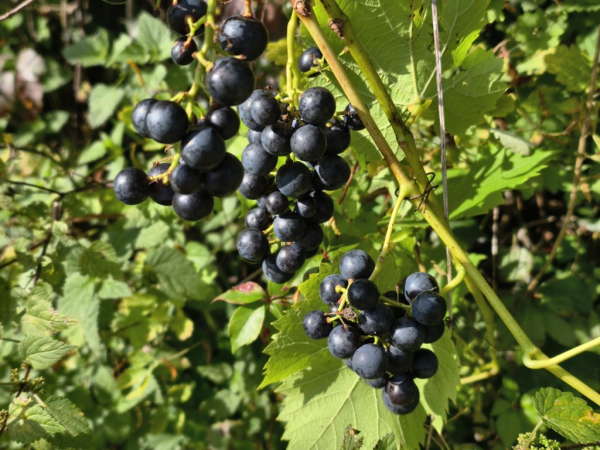 Vitis vinifera "Regent" - Edle Weinrebe