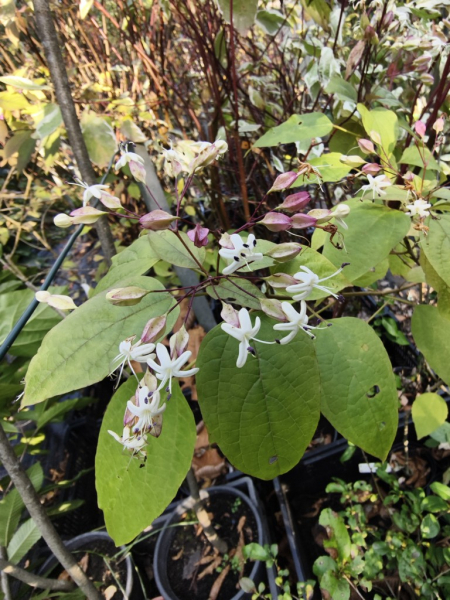 Clerodendrum trichotomum var. fargesii - Japanischer Losbaum