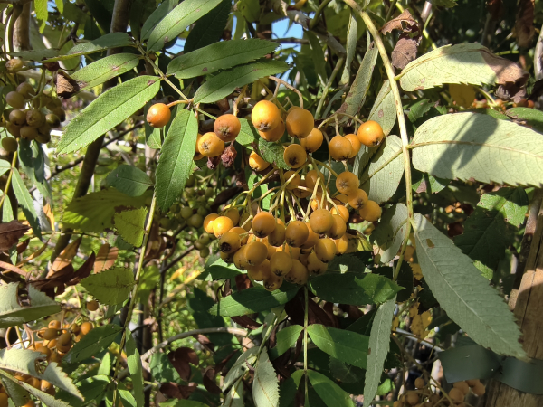 Sorbus arnoldiana "Schouten" - Eberesche-Hybride