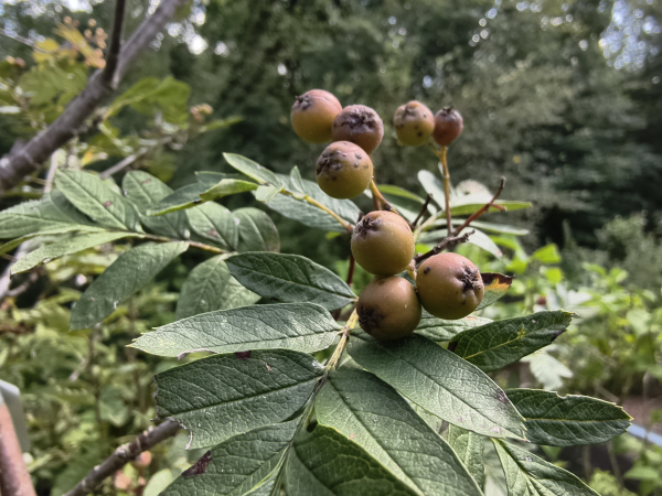 Sorbus meinichii - Nordische Eberesche