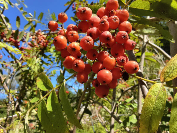 Sorbus aucuparia "Nevezhinskaja" - Edel-Eberesche