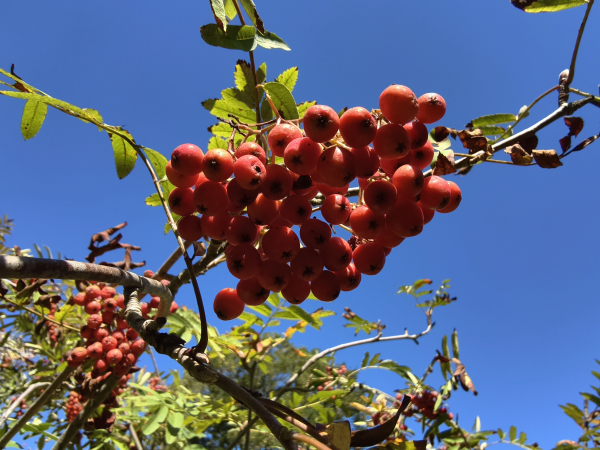 Sorbus aucuparia "Moravskaja Krupnoplodnaja" - Edel-Eberesche