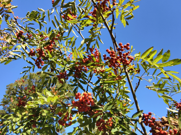Sorbus aucuparia "Moravskaja Krupnoplodnaja" - Edel-Eberesche