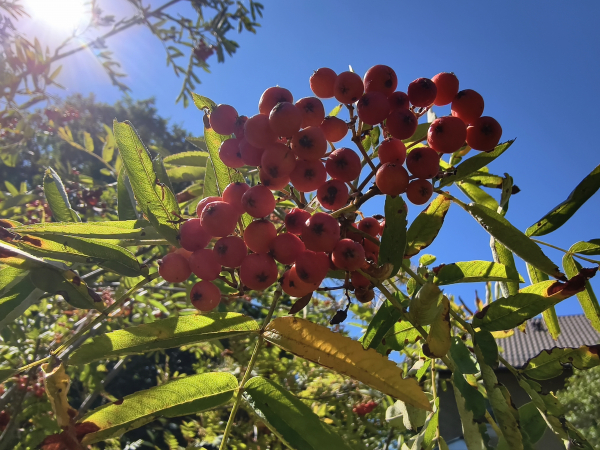 Sorbus aucuparia "Kubowaja" - Edel-Eberesche