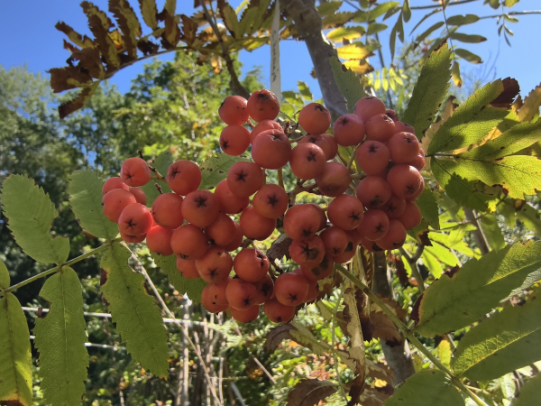 Sorbus aucuparia "Krasnaja" - Edel-Eberesche