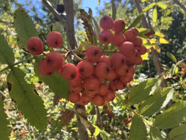 Sorbus aucuparia "Krasnaja" - Edel-Eberesche