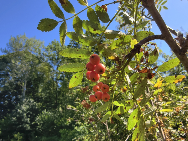 Sorbus arnoldiana "Vermillon" - Eberesche-Hybride