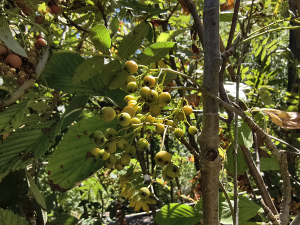 Sorbus arnoldiana "Copper Glow" - Eberesche-Hybride