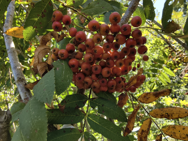 Sorbus americana - Amerikanische Eberesche