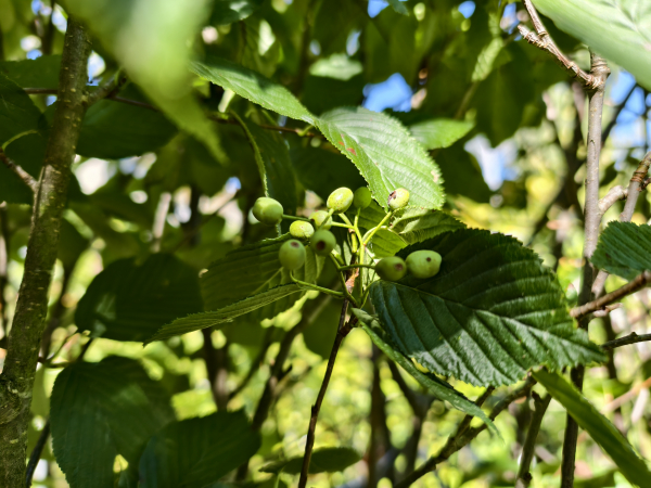 Sorbus alnifolia "Red Bird" - Erlenblättrige Eberesche