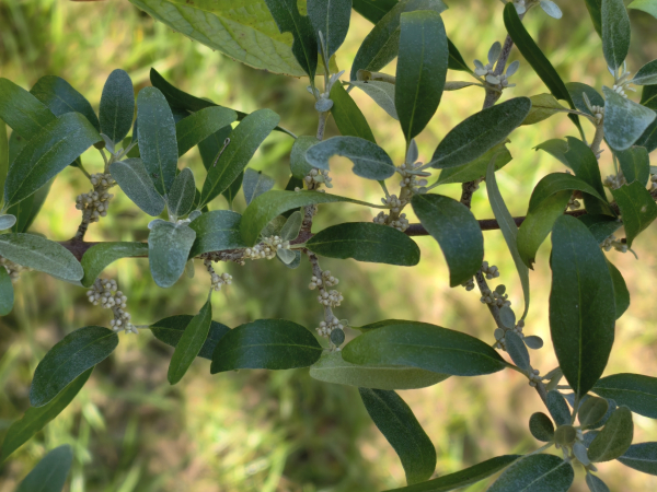 Shepherdia argentea - Silber-Büffelbeere